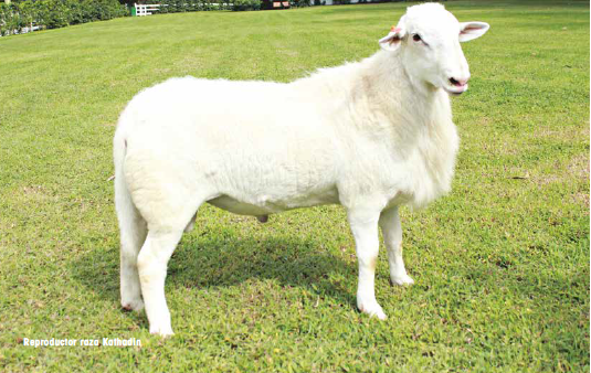cordero de alimentos san luis