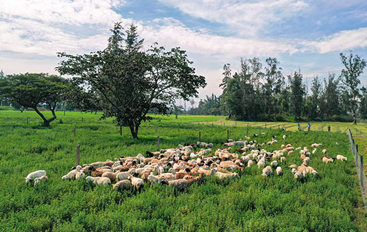 corderos de alimentos san luis